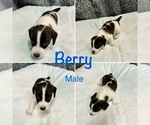 Image preview for Ad Listing. Nickname: Berry