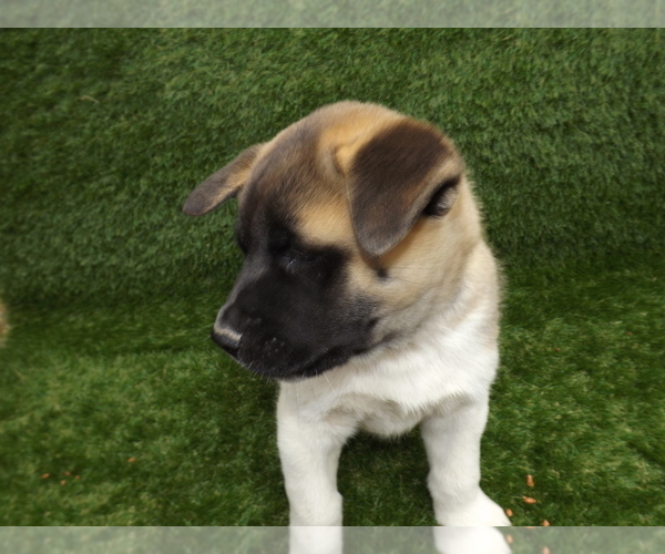 Medium Photo #10 Akita Puppy For Sale in ROLLA, MO, USA