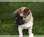 Small Photo #10 Akita Puppy For Sale in ROLLA, MO, USA