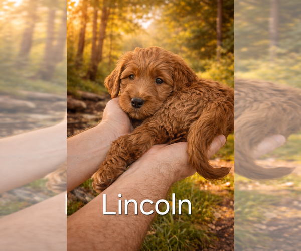 Medium Photo #1 Labradoodle mix (+ Poodle Standard) Puppy For Sale in WASILLA, AK, USA