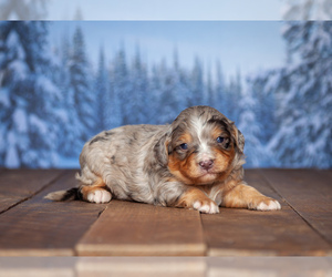 Miniature Bernedoodle Puppy for sale in ADDISON, MI, USA