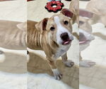 Small American Pit Bull Terrier Mix