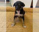 Small Photo #3 Doberman Pinscher-Greyhound Mix Puppy For Sale in CANAL WINCHESTER, OH, USA