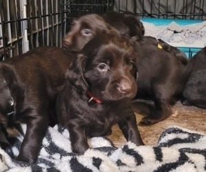 Boykin Spaniel Puppy for sale in SUMTER, SC, USA