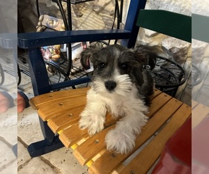 Schnauzer (Miniature) Puppy for sale in BRIDGETON, NJ, USA