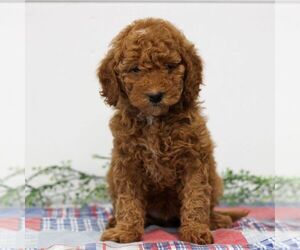 Goldendoodle Puppy for sale in EAST EARL, PA, USA