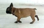 Small Photo #3 French Bulldog Puppy For Sale in KLEIN, TX, USA
