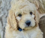 Small Photo #23 Goldendoodle-Poodle (Miniature) Mix Puppy For Sale in SARATOGA SPRINGS, UT, USA