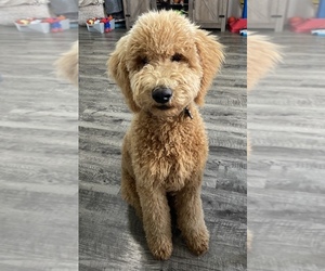 Goldendoodle Puppy for sale in CONWAY, AR, USA