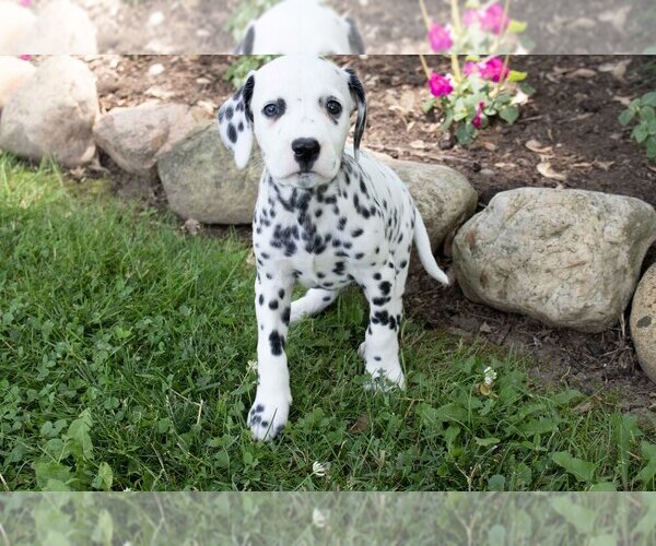 Medium Photo #1 Dalmatian Puppy For Sale in MILLERSBURG, OH, USA