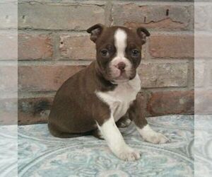Boston Terrier Puppy for sale in HOT SPRINGS, SD, USA