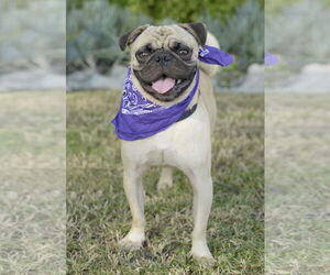 Malloy - Male Pug Dog for Adoption - Photo #2