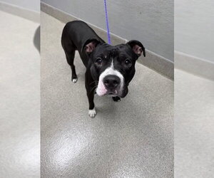 Mutt Dogs for adoption in Las Vegas, NV, USA
