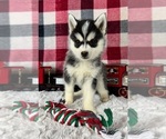 Small Photo #2 Pomsky Puppy For Sale in GREENWOOD, IN, USA
