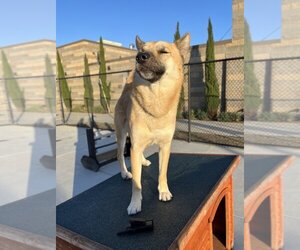 Akita Dogs for adoption in Elk Grove, CA, USA