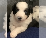Small Photo #3 Miniature Australian Shepherd Puppy For Sale in BETHANY, IL, USA