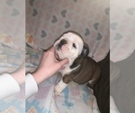 Small Photo #12 Bulldog Puppy For Sale in FLINT, MI, USA