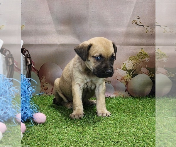 Medium Photo #12 Catahoula Leopard Dog Puppy For Sale in CUMBY, TX, USA