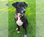 Small #6 American Pit Bull Terrier Mix