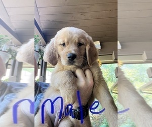 Golden Retriever Puppy for sale in WILLIAMSBURG, VA, USA