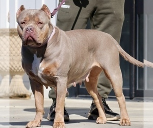 Mother of the American Bully puppies born on 04/28/2025