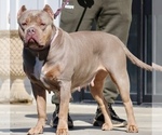 Small Photo #1 American Bully Puppy For Sale in DE LEON SPRINGS, FL, USA