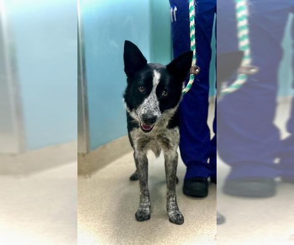 Medium Photo #1 Border Collie-Texas Heeler Mix Puppy For Sale in Newton, NC, USA