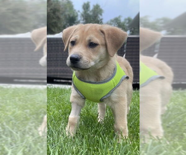 Medium Photo #4 Mutt Puppy For Sale in Laramie, WY, USA