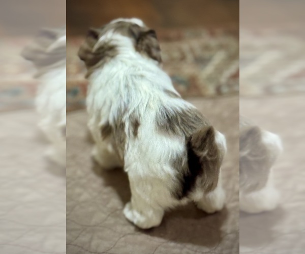 Medium Photo #2 Schnauzer (Miniature) Puppy For Sale in PFLUGERVILLE, TX, USA