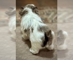 Small #1 Schnauzer (Miniature)
