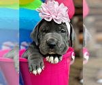 Small Photo #28 Great Dane Puppy For Sale in PINNACLE, NC, USA