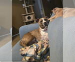 Small #3 American Pit Bull Terrier Mix