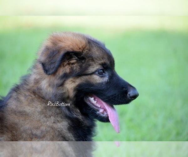 Medium Photo #3 German Shepherd Dog Puppy For Sale in MORRILTON, AR, USA