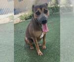 Small #1 American Pit Bull Terrier Mix