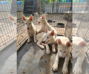 Siberian Husky Puppy for sale in DALLAS, TX, USA