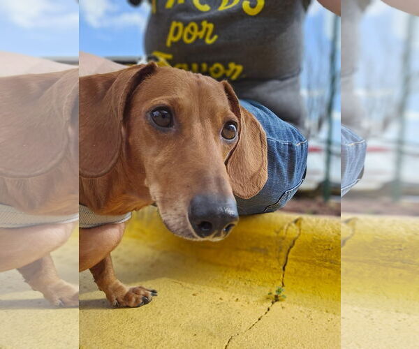 Medium Photo #6 Dachshund Puppy For Sale in Fruitland, SC, USA