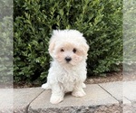 Gina - Female Maltese Puppy for Sale - Photo #5