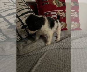 Maltipoo (Miniature) Puppy for sale in VENETA, OR, USA