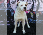Small American Bulldog