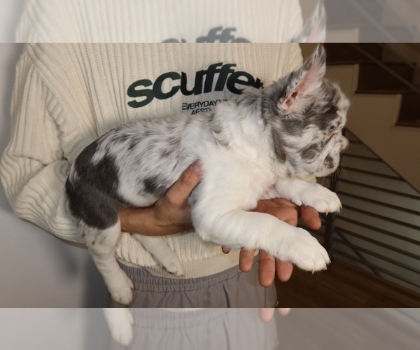 Medium Photo #2 French Bulldog Puppy For Sale in PLAYA VISTA, CA, USA