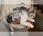 Small Photo #2 French Bulldog Puppy For Sale in PLAYA VISTA, CA, USA