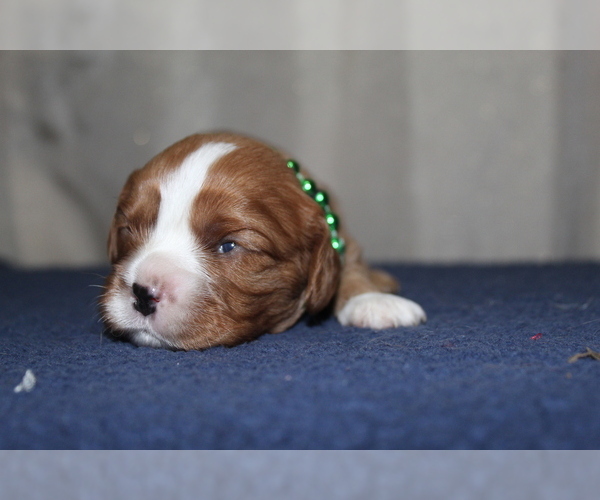 Medium Photo #2 Cavalier King Charles Spaniel Puppy For Sale in SPRING HILL, FL, USA