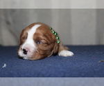 Small #1 Cavalier King Charles Spaniel