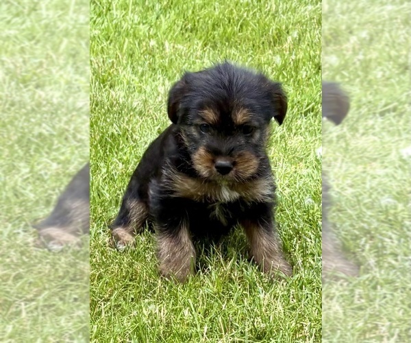 Medium Photo #2 Yorkshire Terrier Puppy For Sale in FAIR HAVEN, MI, USA