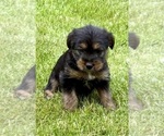 Small #1 Yorkshire Terrier