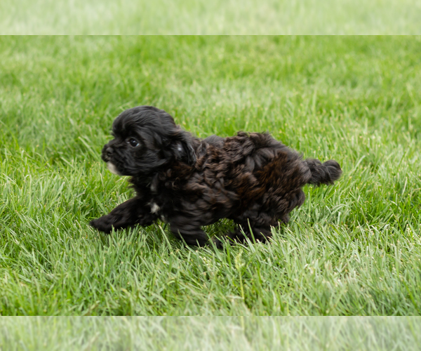 Medium Photo #5 Shih-Poo Puppy For Sale in NAPPANEE, IN, USA