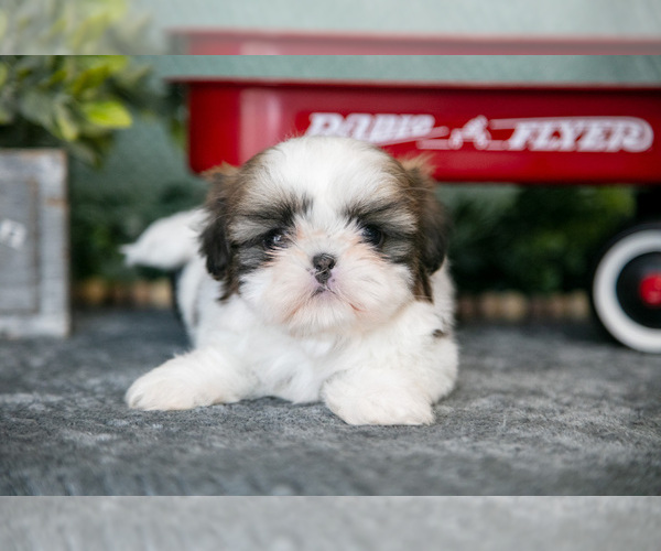 Medium Photo #2 Shih Tzu Puppy For Sale in CLARE, MI, USA