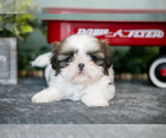 Small #1 Shih Tzu