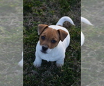 Small Photo #21 Jack Russell Terrier Puppy For Sale in APPLE GROVE, WV, USA