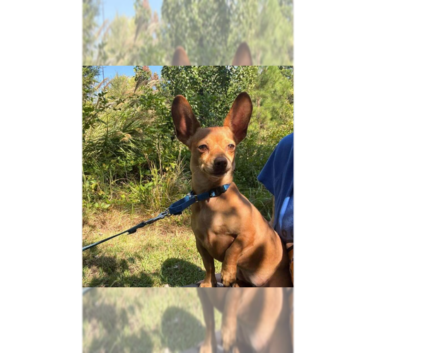 Medium Photo #1 Mutt Puppy For Sale in Candler, NC, USA